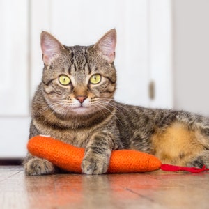 May include: A tabby cat with green eyes is lying on its side with a plush orange carrot toy. The cat is looking directly at the camera.