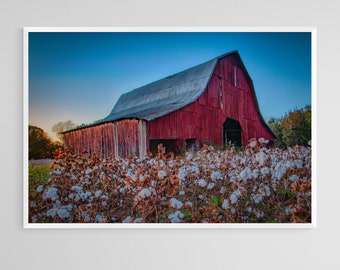 Cotton Field With Vintage Red Barn Print
