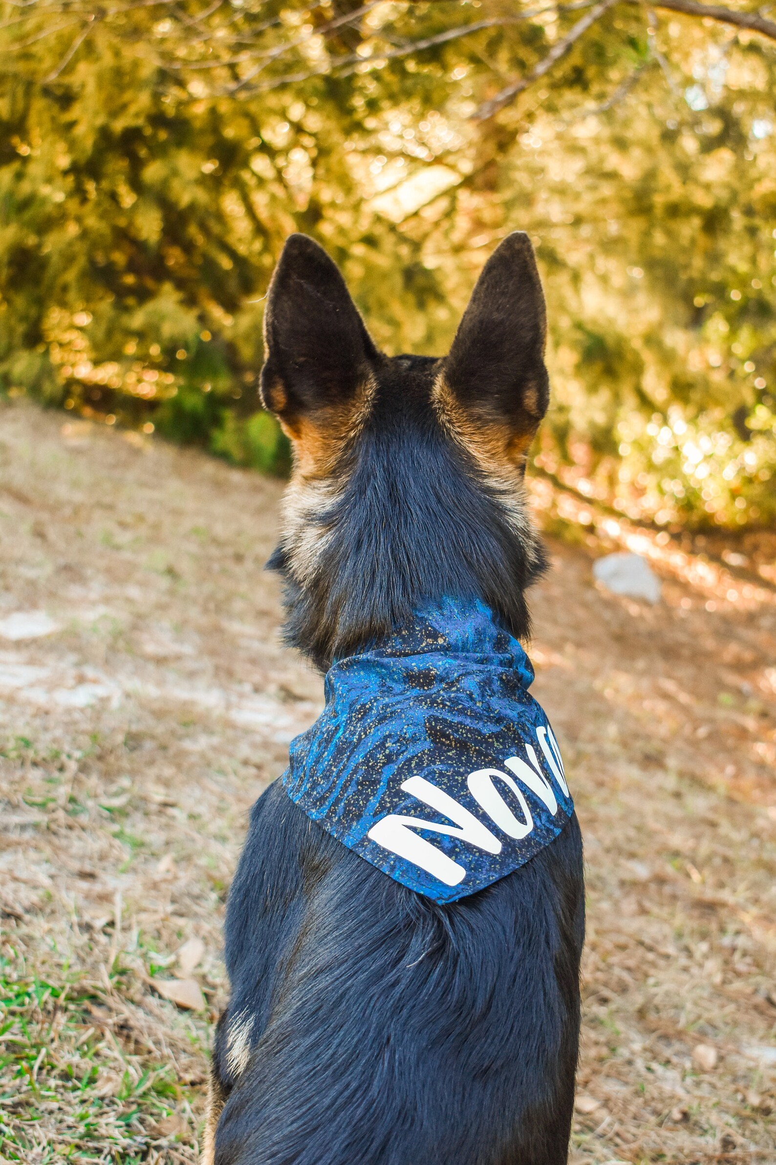Personalized Pet Bandana Name and Breed Galaxy and Gold Etsy