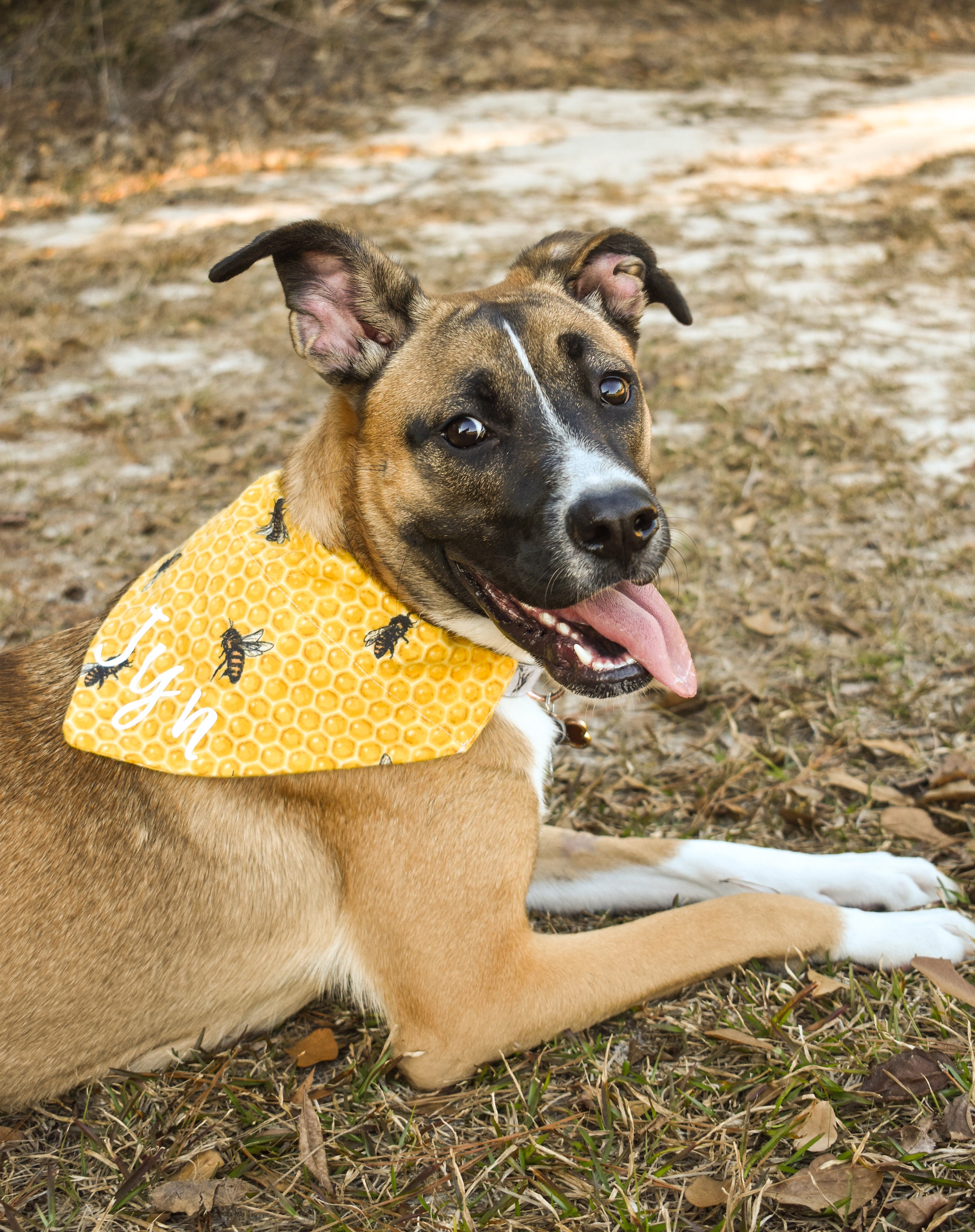 Personalisierte Hund Bandana Honig Biene gelb personalisiert Etsy
