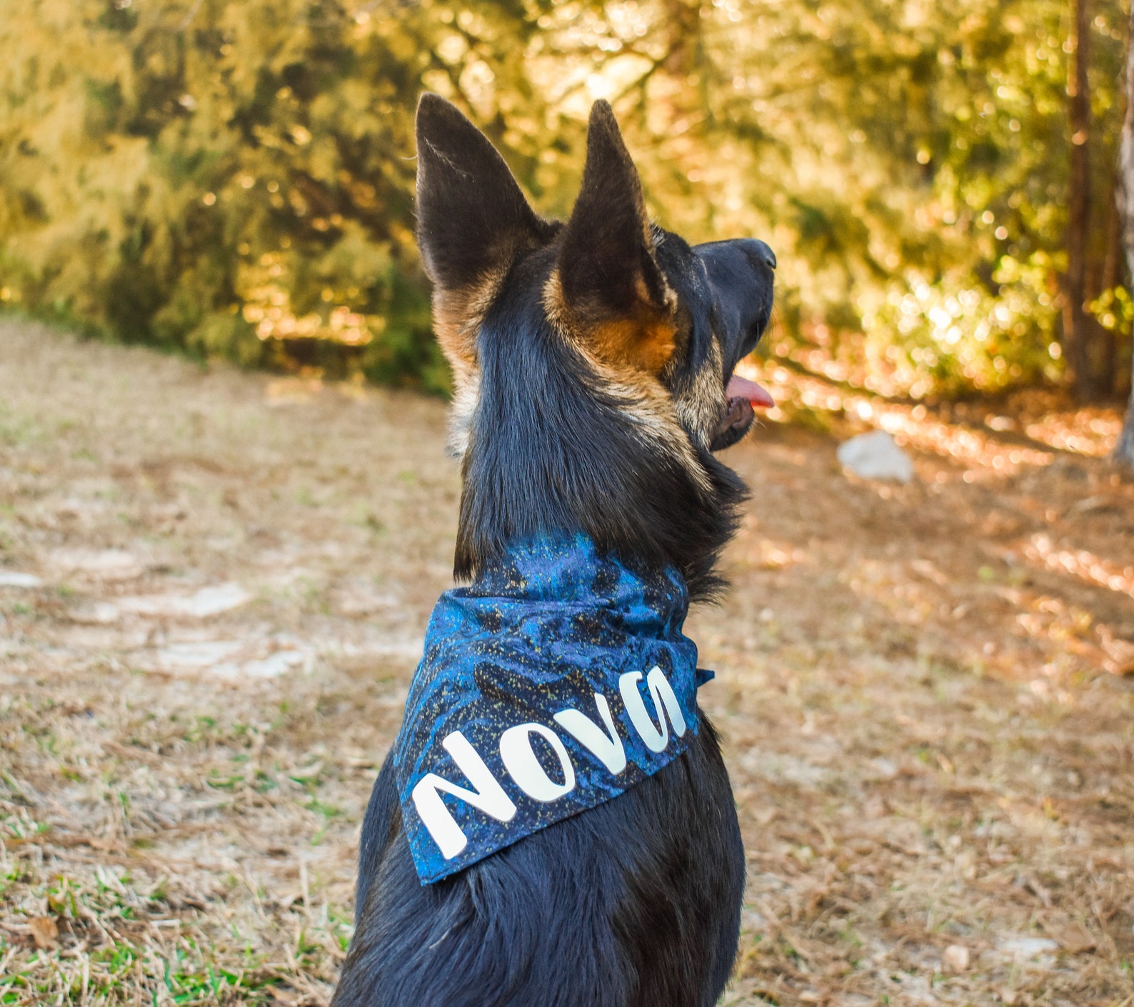 Personalized Pet Bandana Name and Breed Galaxy and Gold Etsy