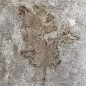 Fall Maple Leaves Print, Maple Home Decor, Leaf Wall Art, Leaf Print, Leaf Wall Decor, Maple Leaves Photo, Fine Art Photography, Maple Art
