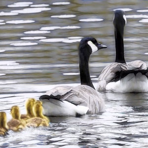 Canada Geese, Canadian Geese Family Print, Goslings, Fine Art Photography, Geese Print, Family Print, Canada Geese Print, Baby Geese