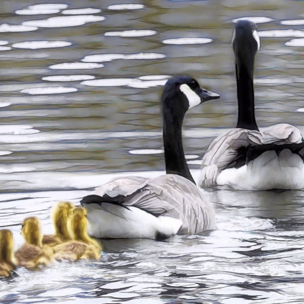 Canada Geese, Canadian Geese Family Print, Goose, Goslings, Fine Art Photography, Geese Print, Goose Print, Canada Geese Print, Baby Geese