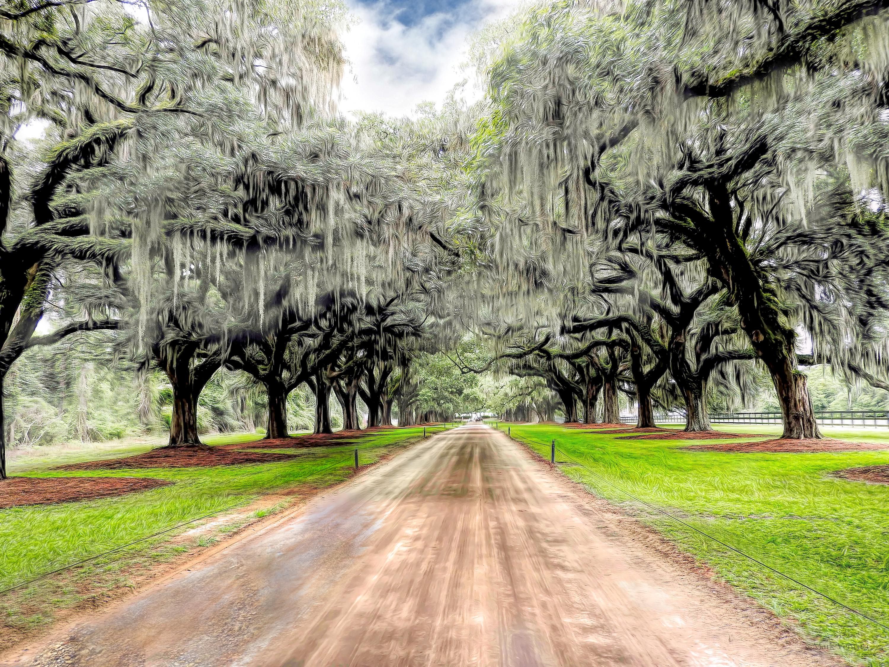 Live Oak Drive Photography Print, Boone Hall Plantation Art - Etsy