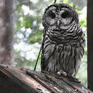 Owl Fine Art Print, Owl Print, Fine Art Photography, Owl Wall Art, Barred Owl Photograph Print, Bird Of Prey Print, Owl Art
