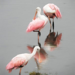 Roseate Spoonbills Fine Art Print, Roseate Spoonbill Print, Spoonbill Art Print, Roseate Spoonbill Photograph