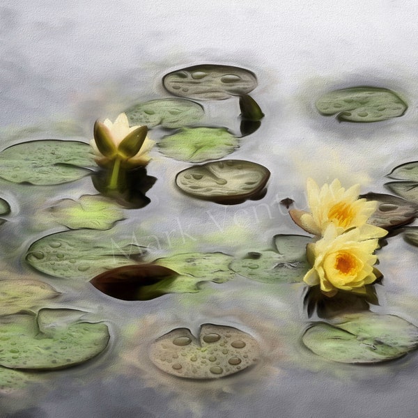 Lily Pads Print, Lily Pad Photograph, Water Lilies Print, Water Lilies Photograph, Fine Art Photography, Lily Pad Art Print, Lily Pad Art