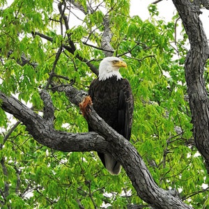 Bald Eagle, Bald Eagle Fine Art Print, Eagle Wall Art, Bird Of Prey Print, Bald Eagle Photograph Print, Fine Art Photography