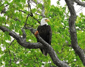Bald Eagle Fine Art Photography Print, Bird of Prey Wall Art