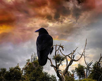 Raven Print, Raven Fine Art Photography, Raven Art, Raven Photograph, Raven Grand Canyon Print, Raven Wall Art