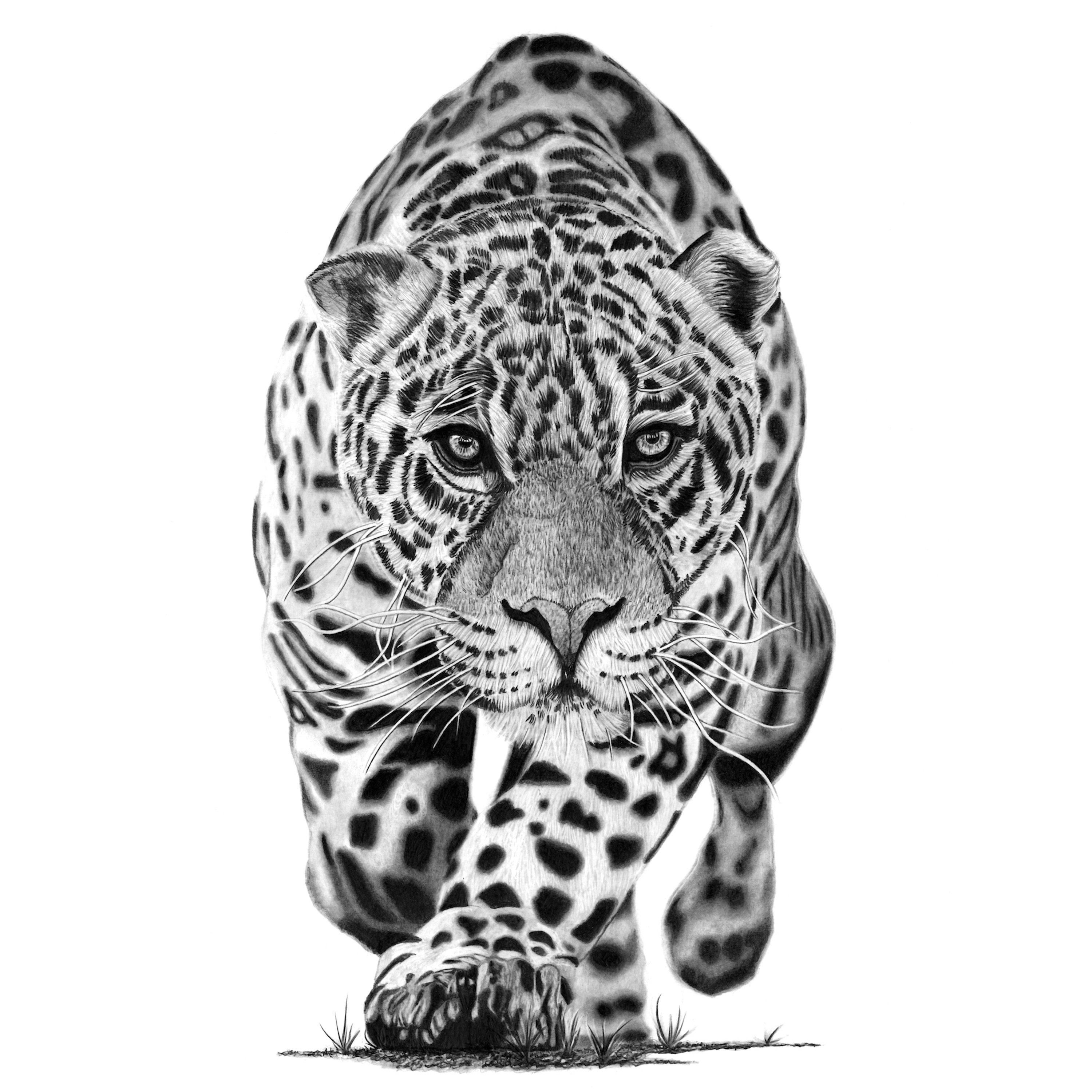 Jaguar Etsy