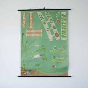 Mintgrüne Vintage Algen Druck Karte / Vintage Karte / Jung Koch Quentell Karte / Kinderzimmer / Poster / Plakat