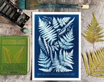 Botanical Fern Cyanotype Art Print, Vintage Style Natural History Artwork, Woodland Fern Diagram Wall Chart, Victorian Botany Photography