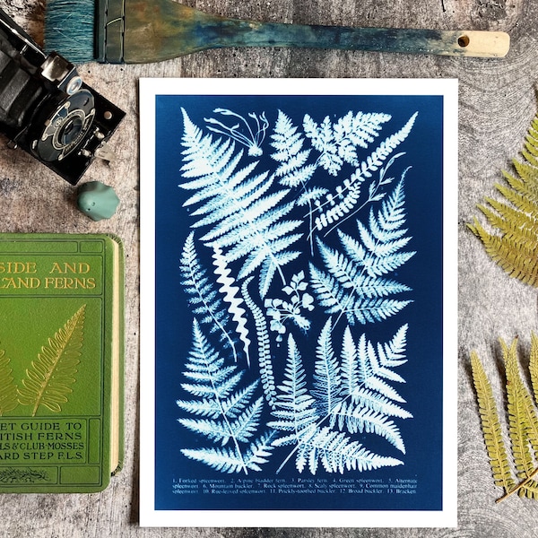 Botanical Fern Cyanotype Art Print, Vintage Style Natural History Artwork, Woodland Fern Diagram Wall Chart, Victorian Botany Photography