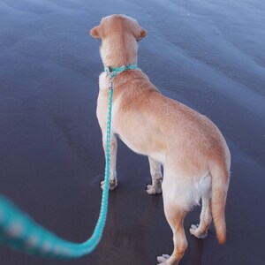 Herringbone square braid leash // custom made durable paracord dog lead for medium-large dogs, multiple leash styles image 2