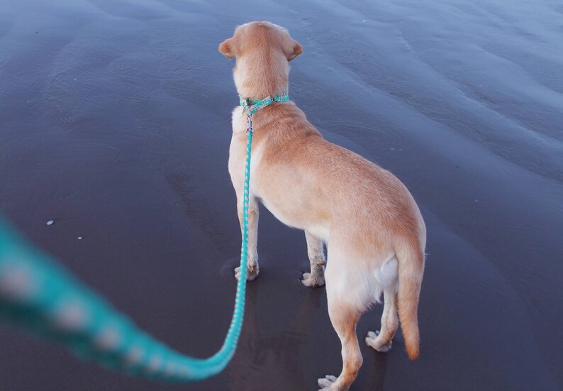 Herringbone square braid leash // custom made durable paracord dog lead for medium-large dogs, multiple leash styles image 2