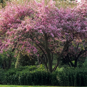 Fotodruck Blühende Apfelbäume im Frühling im Jardins de Métis, Gaspésie, Quebec