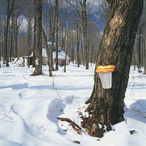 Impresión fotográfica: Bosque tradicional de arces en primavera en Frampton, Chaudière-Appalaches