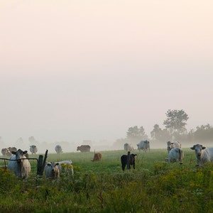 Cattle breeding on a rural road in a fog after rain, Lac-Etchemin