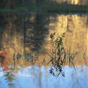 Reflections of Carex and Myrica Gale at the first light on Lac-à-René