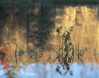 Reflections of Carex and Myrica Gale at the first light on Lac-à-René