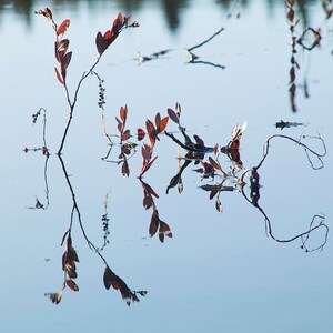 Calligraphy of Leatherleaf, Lac à René