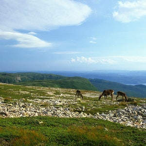 Browsing caribou at the top of Gros Morne Mountain, Gros Morne National Park, Newfoudland
