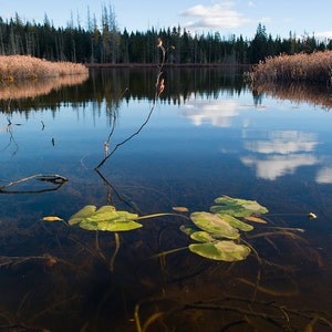 Lilly pads and leather-leaf emerging from the bottom of Lac à René, near my home
