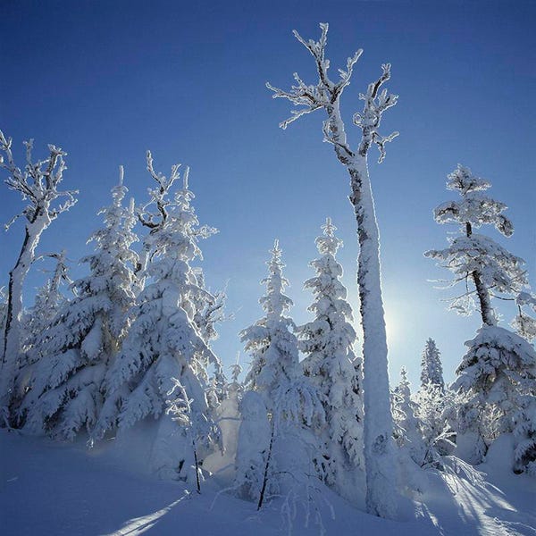 Frosted trees at the top of the Massif du Sud, Parc régional du Massif du Sud