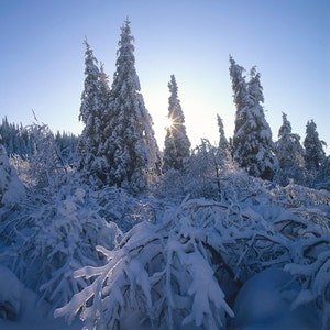 Trees under snow and freezing rain at sunset, Frampton, Chaudière-Appalaches