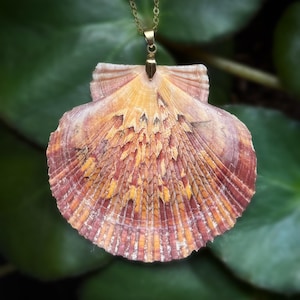 Puede incluir: Un collar con colgante que presenta un colgante de concha natural. La concha muestra un patr&oacute;n en forma de abanico con tonos de naranja, rojo y amarillo. El colgante est&aacute; suspendido de una delicada cadena dorada, creando un accesorio de inspiraci&oacute;n costera.
