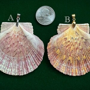 Puede incluir: Dos colgantes de concha, etiquetados A y B, con colgantes plateados y dorados. Las conchas son en tonos de rosa, blanco y amarillo. Una moneda de veinticinco centavos estadounidense est&aacute; entre los colgantes para comparar el tama&ntilde;o. El fondo es verde oscuro.