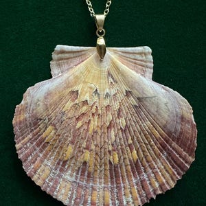 Puede incluir: Un collar con colgante de concha. El colgante es una gran concha de vieira en forma de abanico con una superficie natural y texturizada. La concha presenta tonos de beige, amarillo y morado. Cuelga de una delicada cadena dorada.
