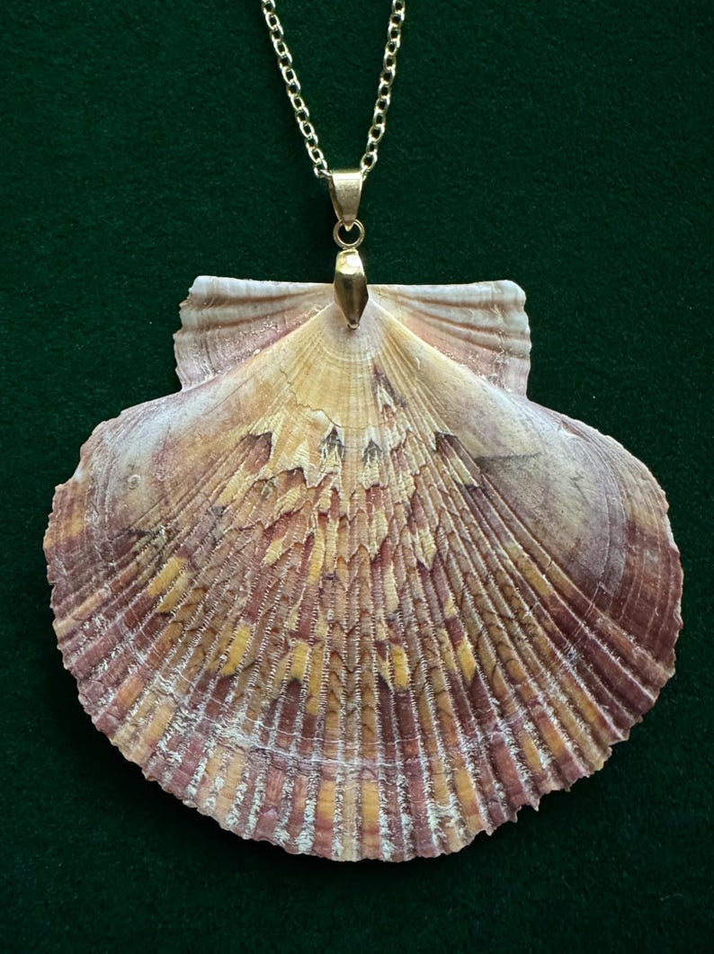Puede incluir: Un collar con colgante de concha. El colgante es una gran concha de vieira en forma de abanico con una superficie natural y texturizada. La concha presenta tonos de beige, amarillo y morado. Cuelga de una delicada cadena dorada.