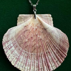 Puede incluir: Un collar con colgante de concha. El colgante es una concha grande en forma de abanico con una superficie natural y texturizada. La concha tiene un degradado de colores, del blanco al rosa y al morado. Cuelga de una cadena plateada.