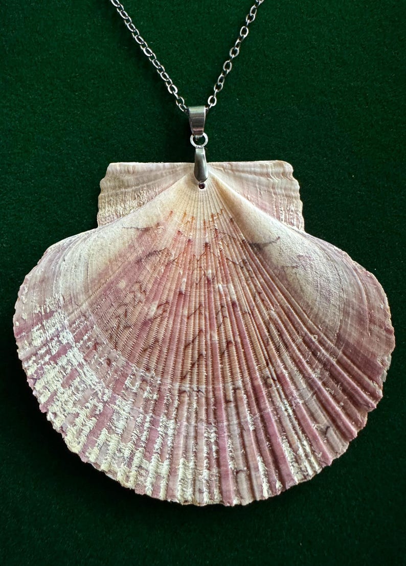 Puede incluir: Un collar con colgante de concha. El colgante es una concha grande en forma de abanico con una superficie natural y texturizada. La concha tiene un degradado de colores, del blanco al rosa y al morado. Cuelga de una cadena plateada.