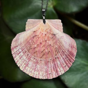 Puede incluir: Collar con colgante de concha natural. La concha es principalmente rosa con marcas rosas y marrones m&aacute;s oscuras y una superficie texturizada. El colgante cuelga de una cadena de color plateado.