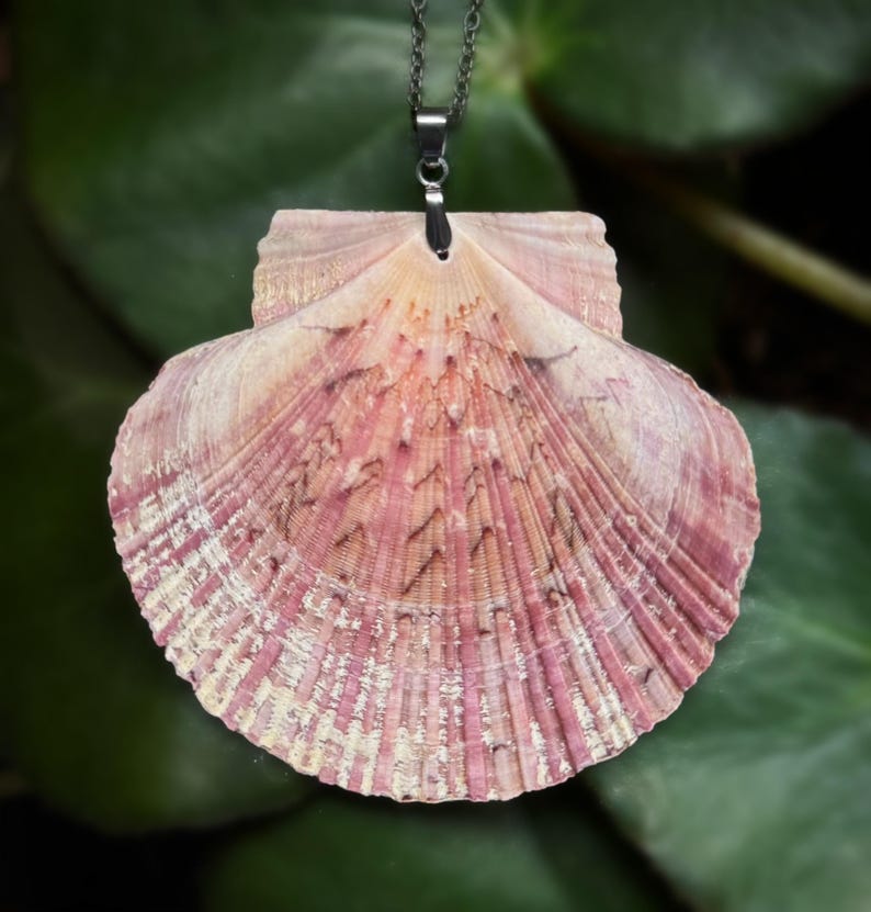 Puede incluir: Collar con colgante de concha natural. La concha es principalmente rosa con marcas rosas y marrones m&aacute;s oscuras y una superficie texturizada. El colgante cuelga de una cadena de color plateado.