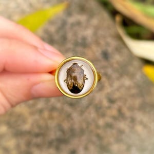 May include: A gold-colored ring with a clear, circular setting. Inside the setting is a preserved insect, showcasing a detailed, brown and black pattern. The ring's band is thin and simple, with a polished finish.