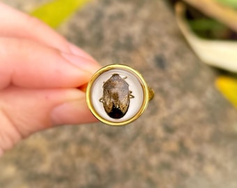Real Beetle Adjustable Ring, Preserved, Shield Bug, Stink Bug, Oddities, Curiosities, Real Insect Jewelry, Ethically Sourced, Made in Idaho