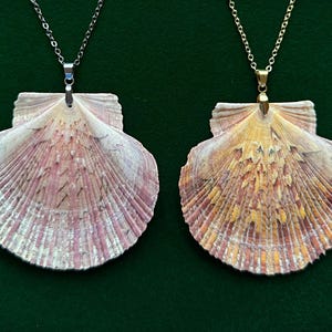 Puede incluir: Dos colgantes de concha con cadenas de plata y oro. Las conchas en forma de abanico muestran tonos rosas y blancos en una y amarillos y naranjas en la otra. Los colgantes se muestran sobre un fondo verde oscuro.