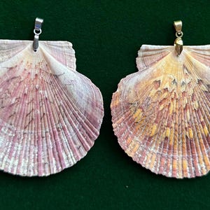 Puede incluir: Dos colgantes de concha marina con patrones y texturas naturales. Uno tiene una fianza plateada, el otro dorada. Las conchas muestran tonos de rosa, morado y amarillo, con un dise&ntilde;o en forma de abanico.