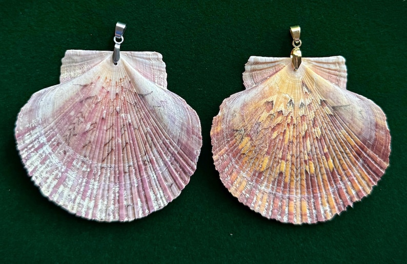 Puede incluir: Dos colgantes de concha marina con patrones y texturas naturales. Uno tiene una fianza plateada, el otro dorada. Las conchas muestran tonos de rosa, morado y amarillo, con un dise&ntilde;o en forma de abanico.