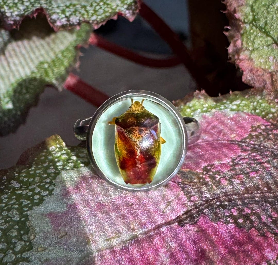 Stink Rings Real Beetle Adjustable Ring, Preserved, Shield Bug, Stink Bug, Oddities ...