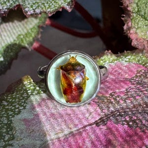 May include: A silver ring featuring a preserved insect encased in a clear, circular setting. The insect displays a mix of red, yellow, and brown hues. The ring is set against a backdrop of pink and green foliage.