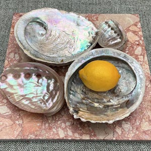 Conjunto de quatro conchas de abalone naturais, espécimes de história natural ~ Duas conchas maiores de 18 cm (C) para decoração náutica.