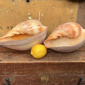 May include: Two large, elongated conch shells with smooth, pale peach and cream-colored exteriors and open, hollow interiors. A single bright yellow lemon is positioned between the two shells, resting on the same surface as the shells.