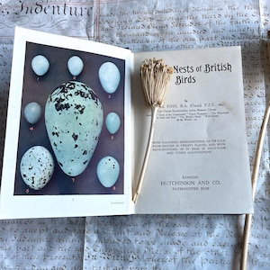 Eieren en nesten van Britse vogels, hardcover uit de jaren 1920 met 154 illustraties, illustraties in kleur