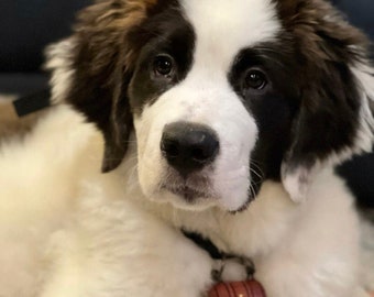 Saint Bernard Barrel Junior